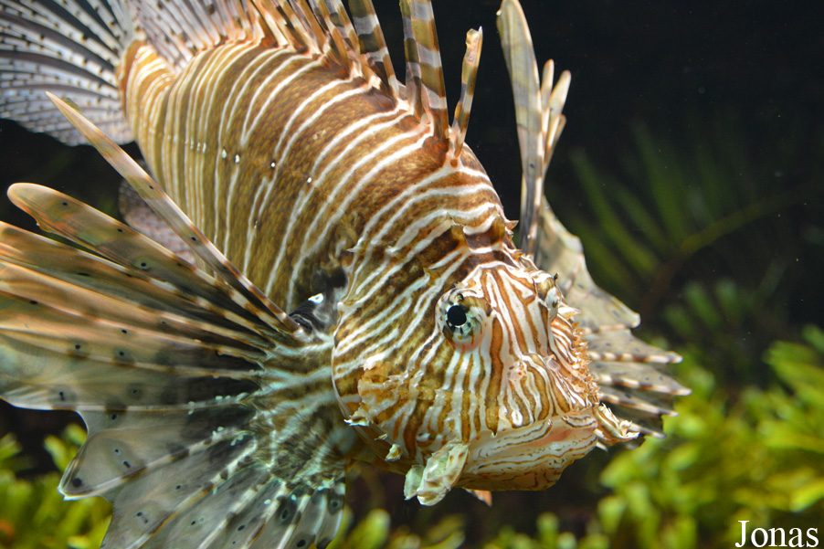 Pterois volitans