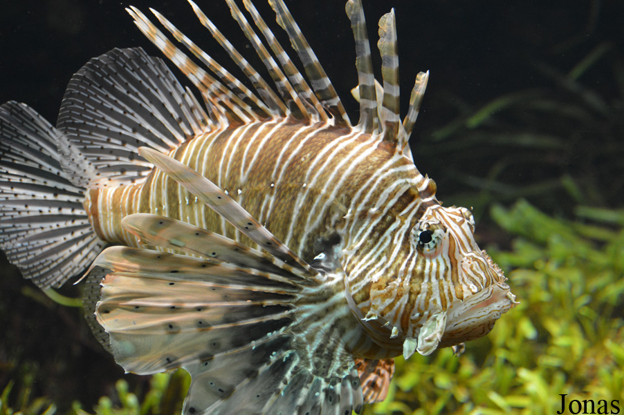 Pterois volitans