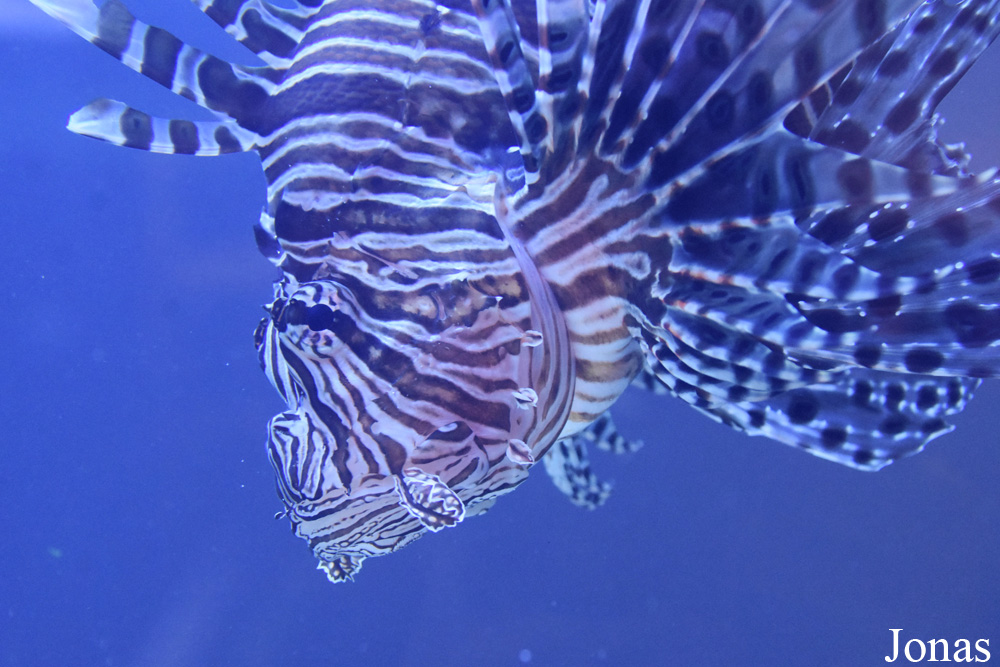 Pterois volitans