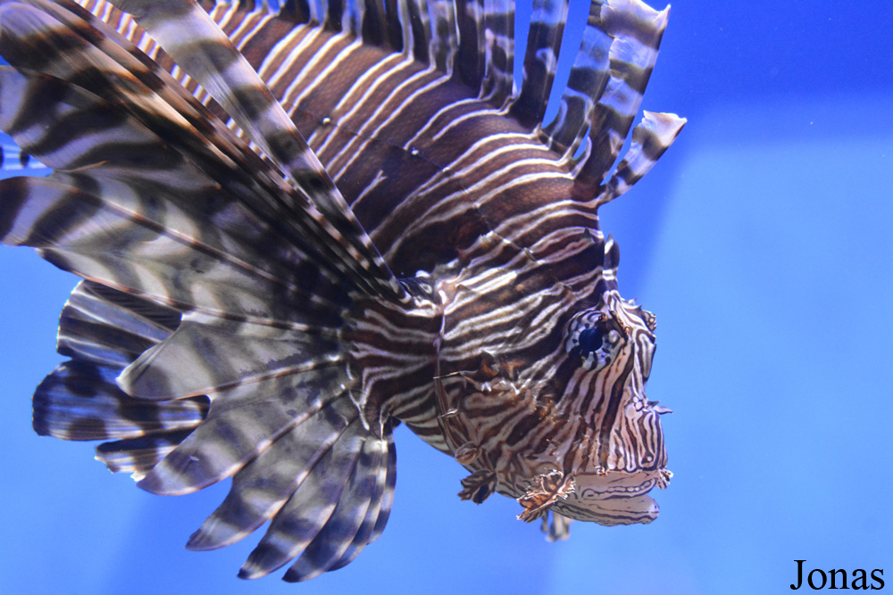 Pterois volitans