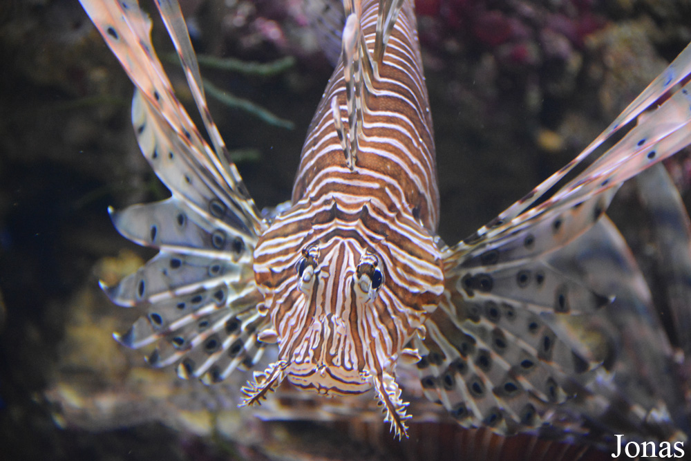 Pterois volitans