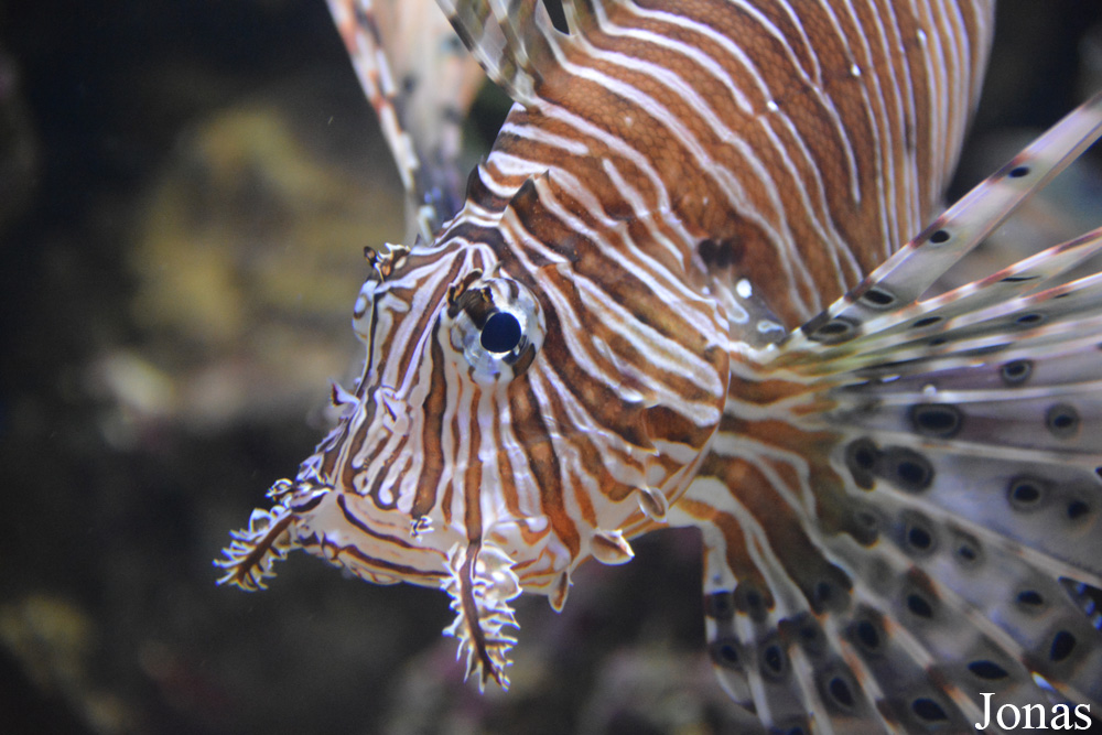 Pterois volitans
