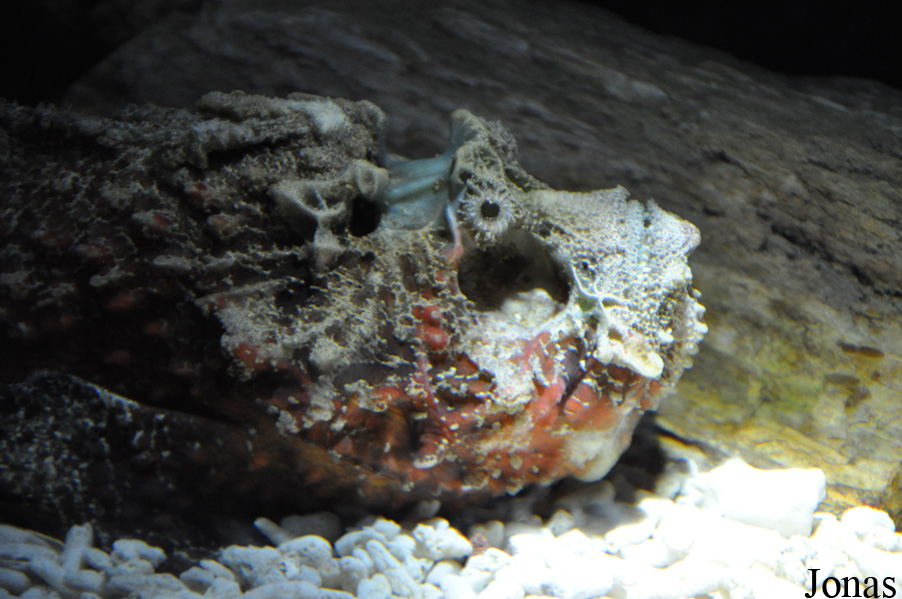 Rhinopias frondosa