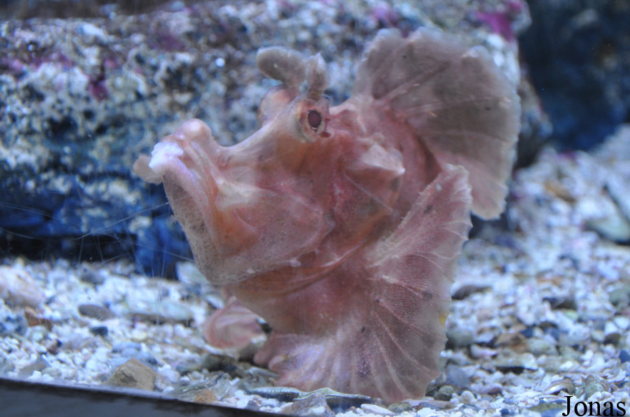 Rhinopias frondosa
