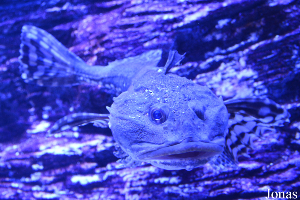 Scorpaena guttata