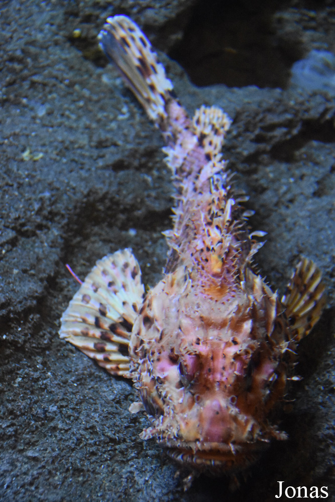 Scorpaena scrofa
