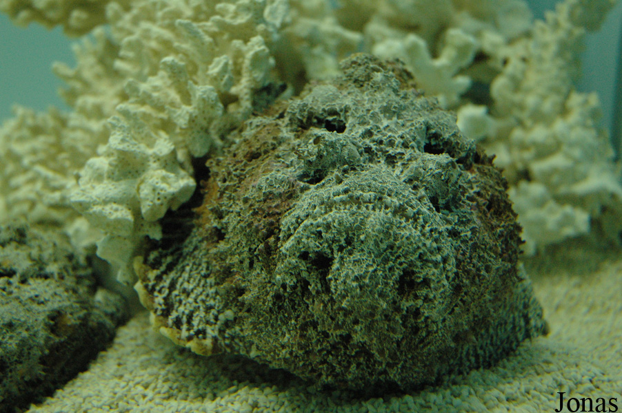 Synanceia verrucosa