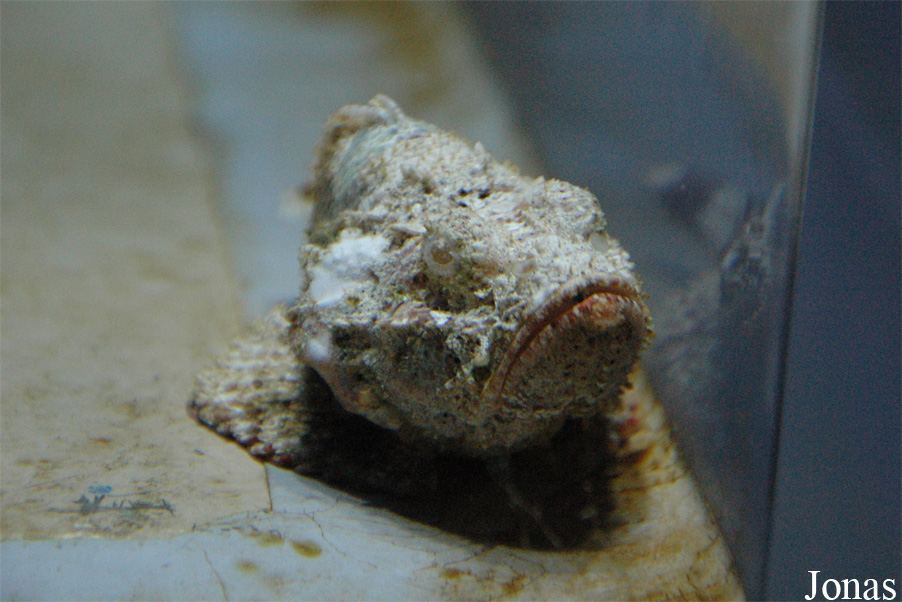 Synanceia verrucosa
