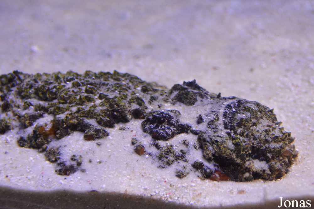 Synanceia verrucosa