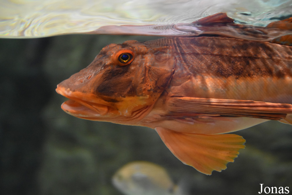 Chelidonichthys lucernus