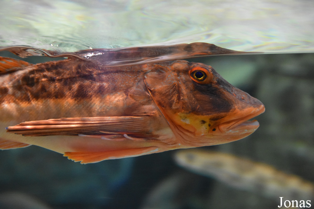 Chelidonichthys lucernus