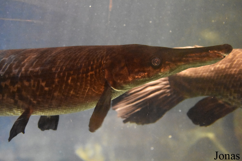 Atractosteus spatula