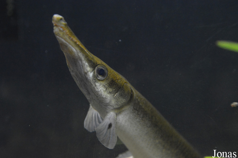Atractosteus tristoechus