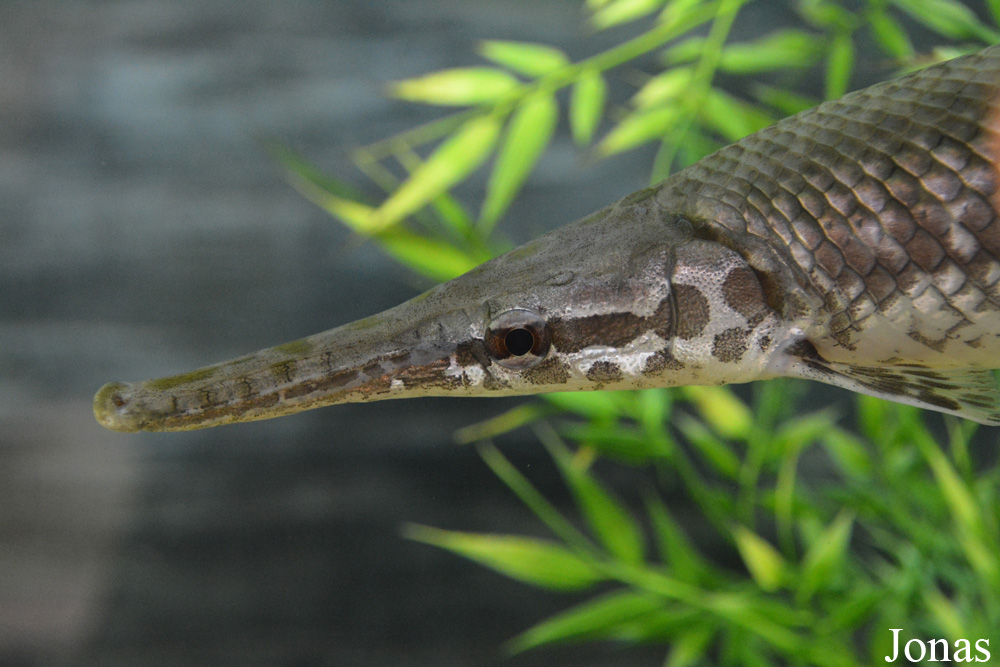 Lepisosteus oculatus