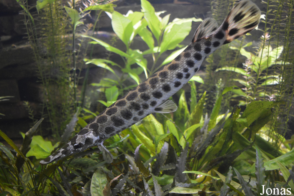 Lepisosteus oculatus