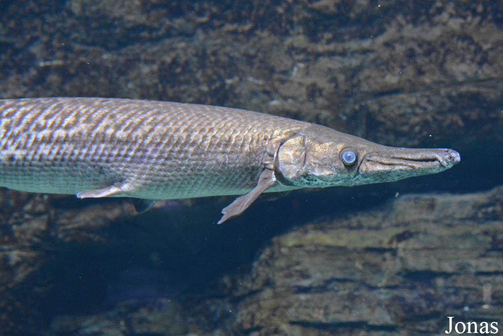 Lepisosteus osseus