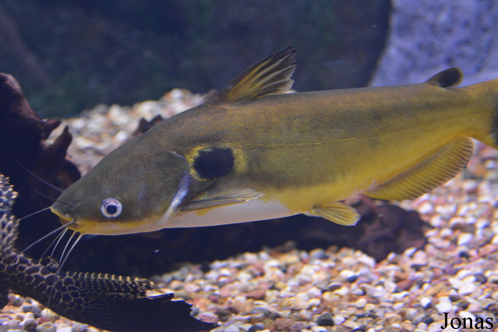Horabagrus brachysoma