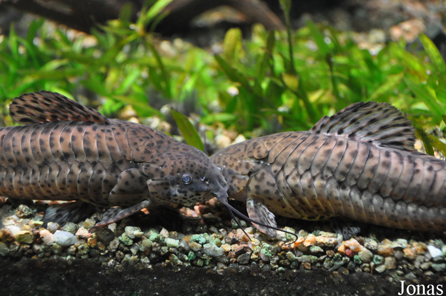 Megalechis thoracata
