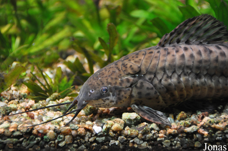 Megalechis thoracata