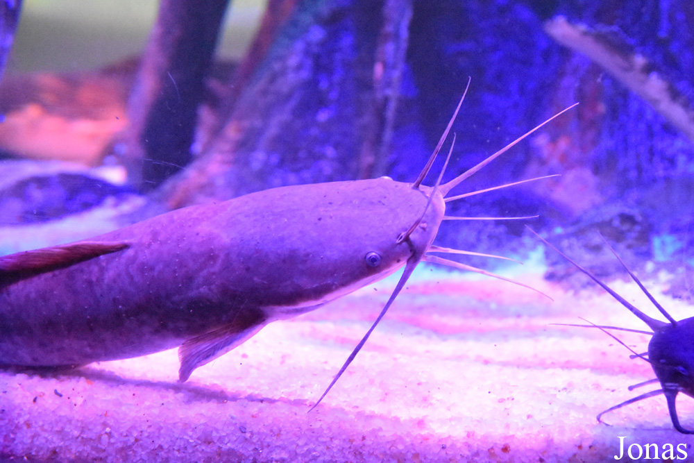 Clarias batrachus