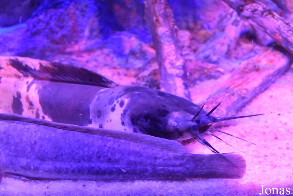 Clarias batrachus