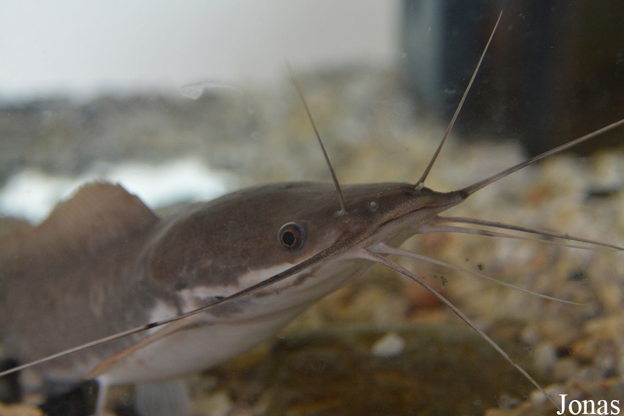 Clarias gariepinus
