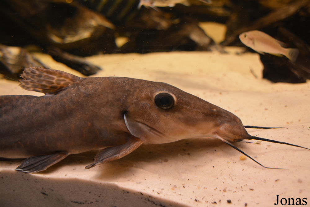Auchenoglanis occidentalis