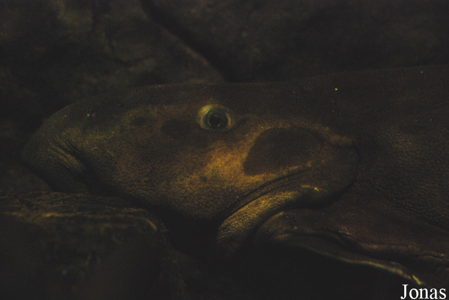 Oxydoras niger