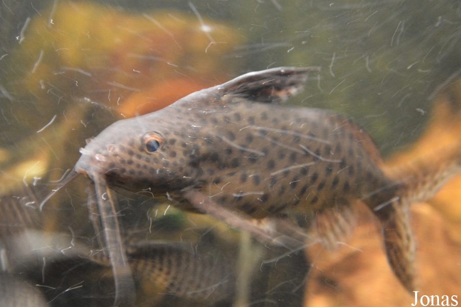 Synodontis eupterus