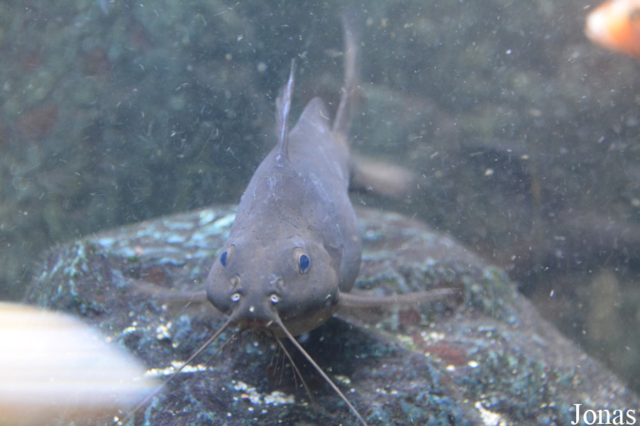 Synodontis rebeli