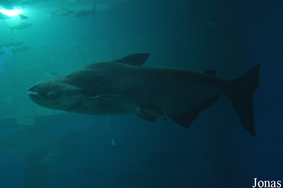 Pangasianodon gigas