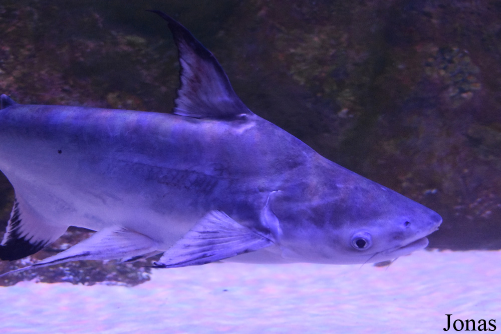 Pangasius sanitwongsei