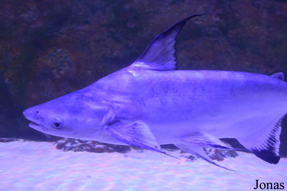 Pangasius sanitwongsei