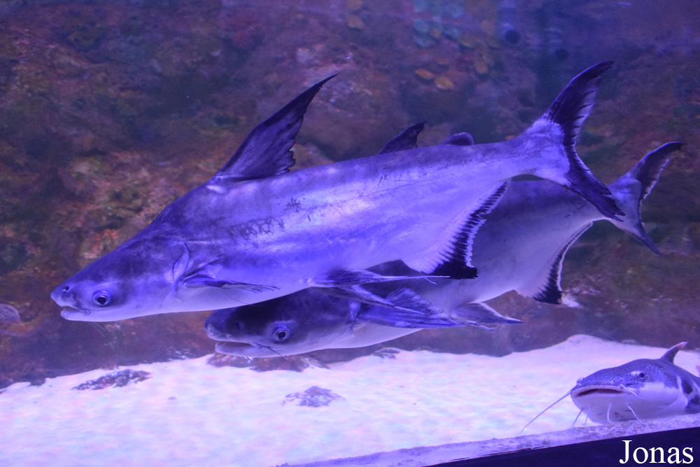Pangasius sanitwongsei