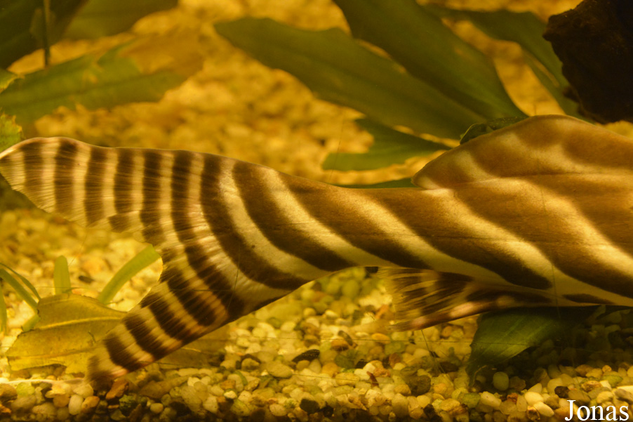 Brachyplatystoma tigrinum