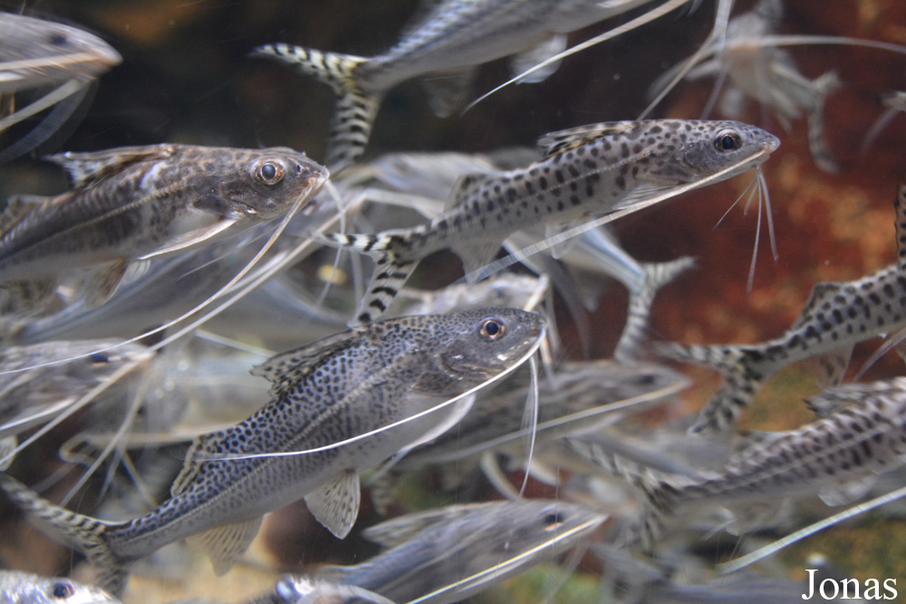 Pimelodus pictus