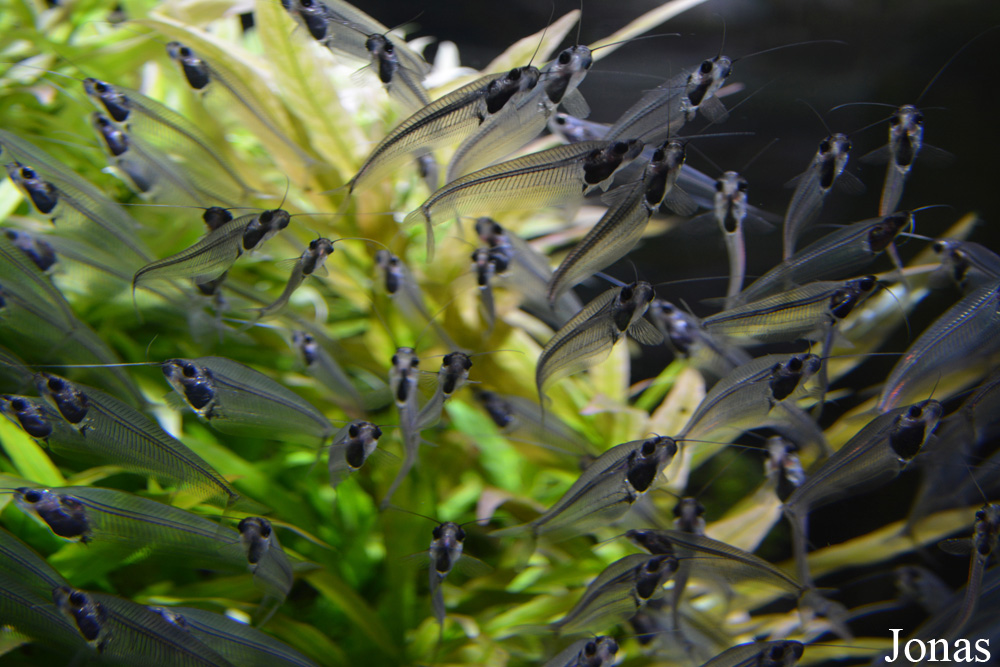 Kryptopterus bicirrhis