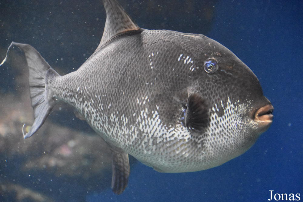 Balistes capriscus