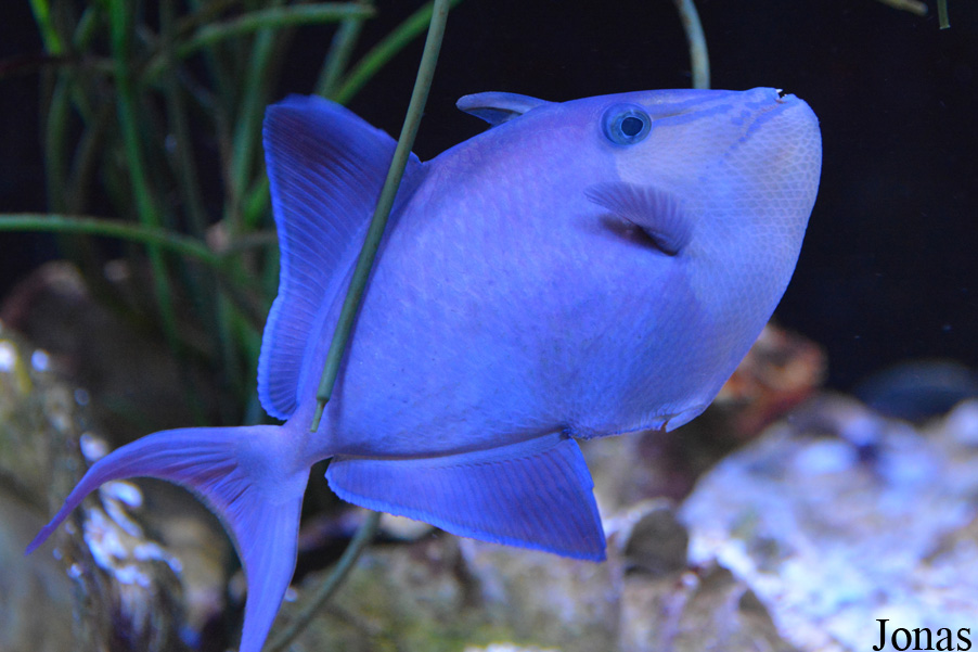 Odonus niger