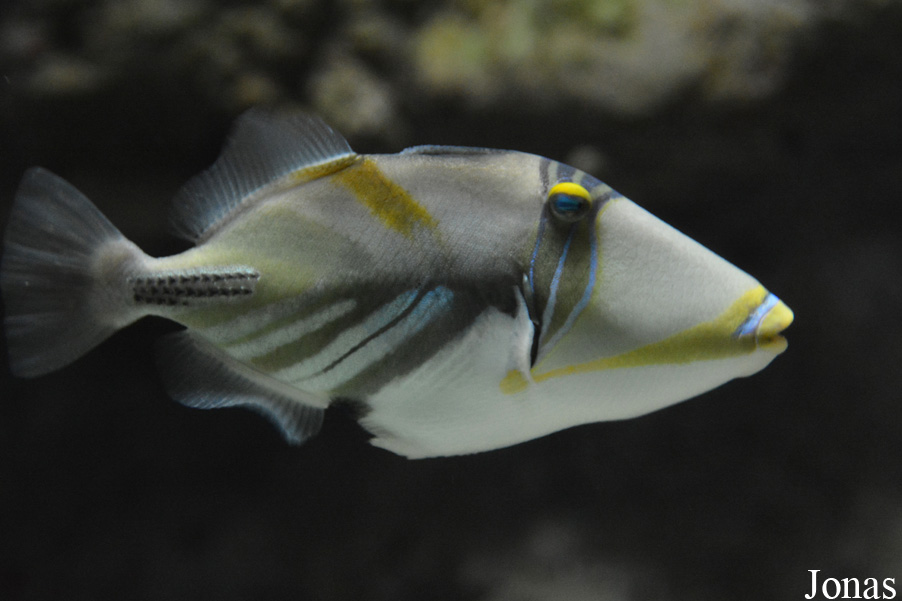 Rhinecanthus aculeatus