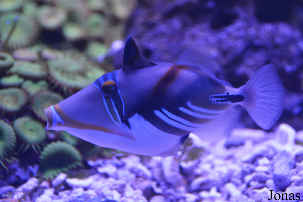 Rhinecanthus aculeatus