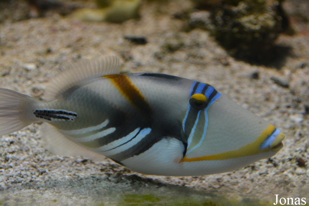 Rhinecanthus aculeatus