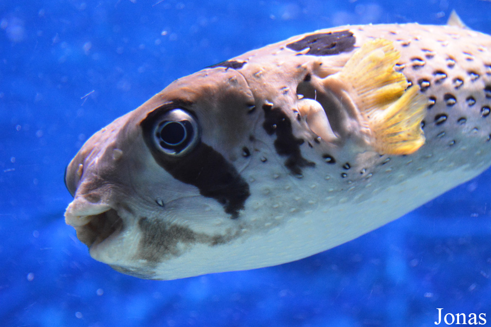 Diodon liturosus