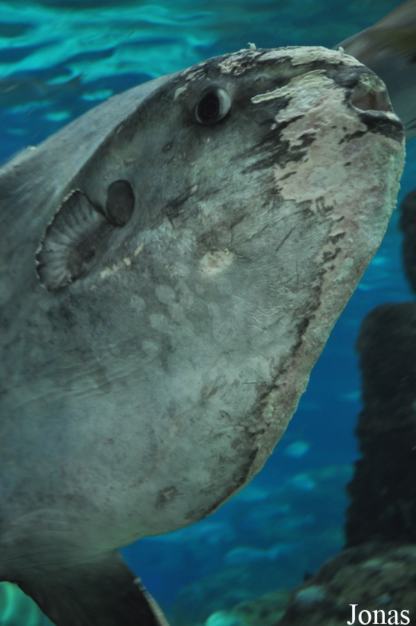 Mola mola