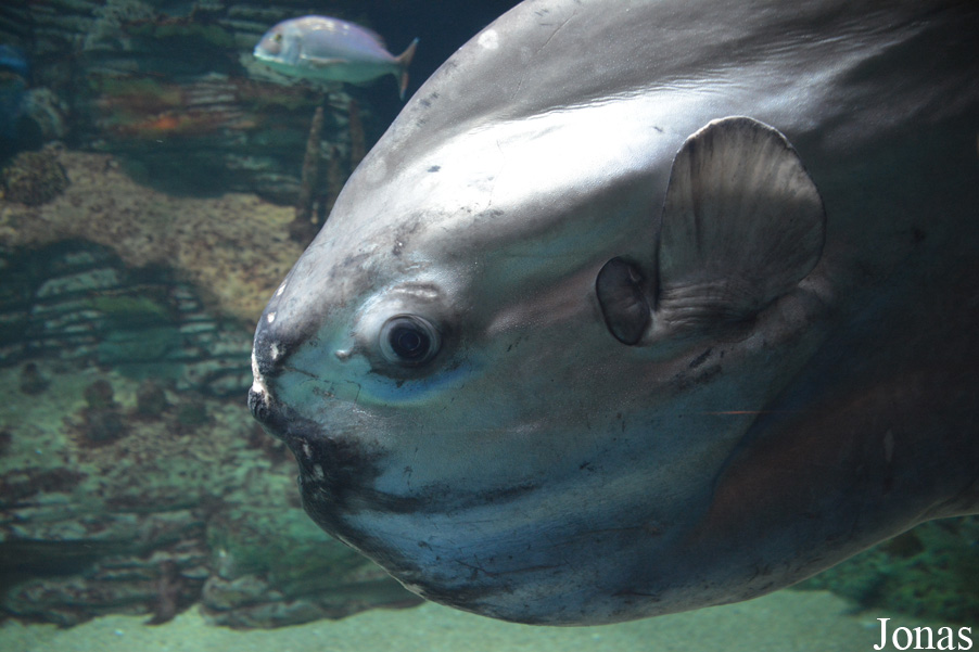 Mola mola
