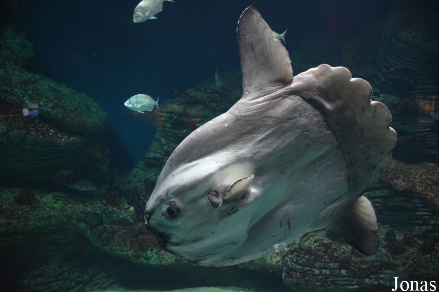 Mola mola