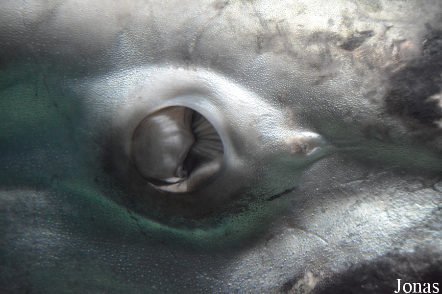 Mola mola