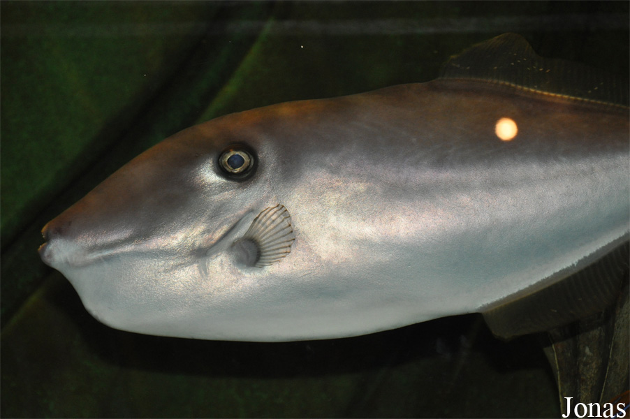 Aluterus monoceros