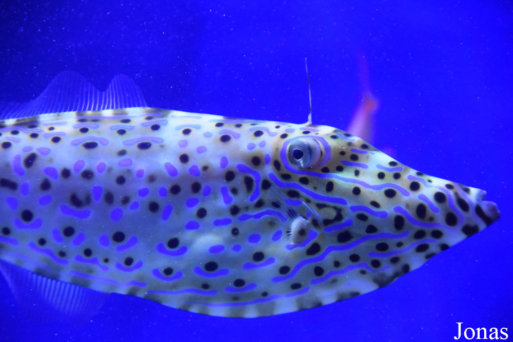 Aluterus scriptus
