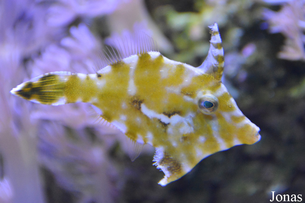Monacanthus ciliatus